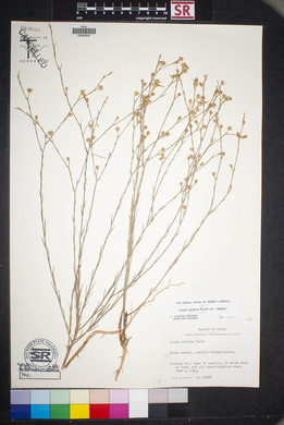 Linum rigidum image