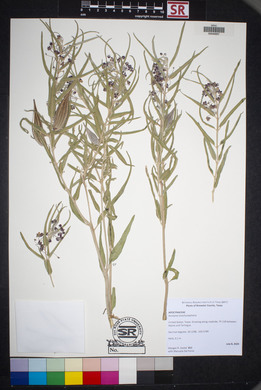 Asclepias brachystephana image