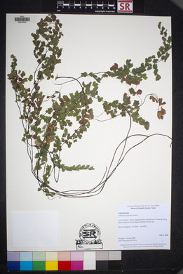 Adiantum capillus-veneris image