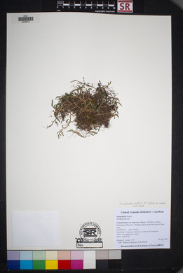 Selaginella mutica image