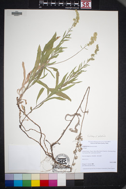 Solidago velutina image