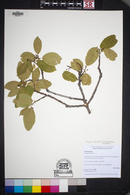 Frangula betulifolia image