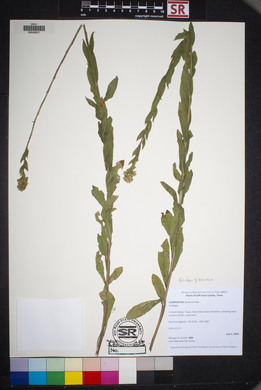 Solidago velutina image