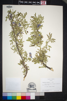 Guaiacum coulteri image