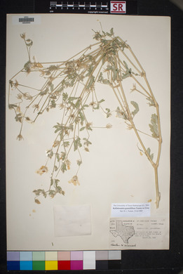 Kallstroemia grandiflora image