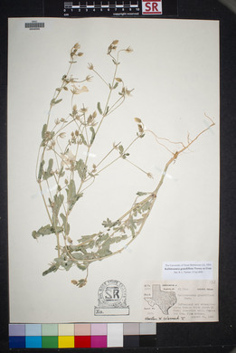 Kallstroemia grandiflora image