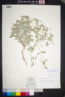 Kallstroemia grandiflora image