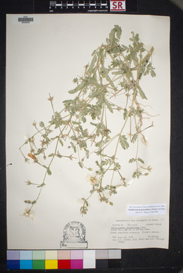 Kallstroemia grandiflora image