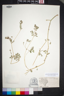 Kallstroemia grandiflora image