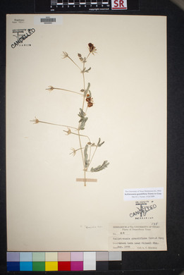 Kallstroemia grandiflora image