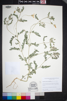 Kallstroemia grandiflora image