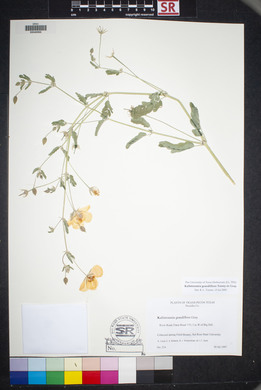 Kallstroemia grandiflora image