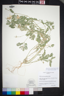 Kallstroemia grandiflora image