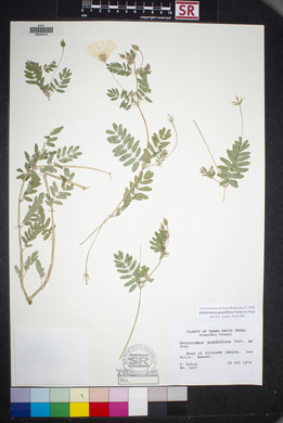 Kallstroemia grandiflora image