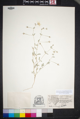 Kallstroemia grandiflora image