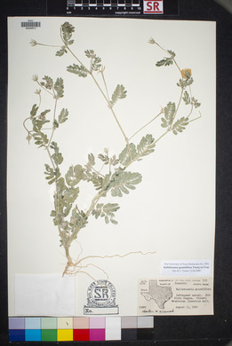 Kallstroemia grandiflora image