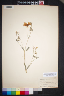 Kallstroemia grandiflora image