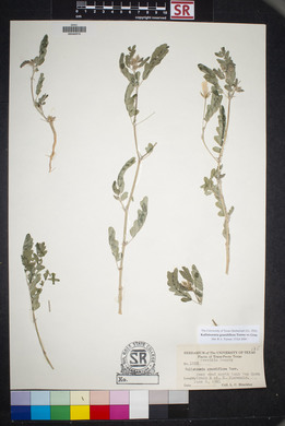 Kallstroemia grandiflora image