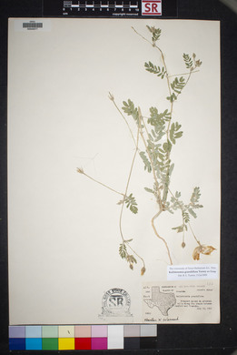 Kallstroemia grandiflora image