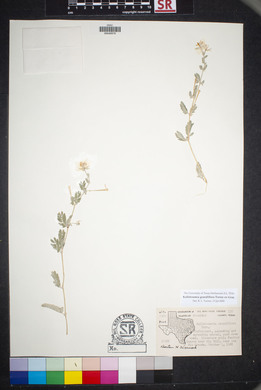 Kallstroemia grandiflora image