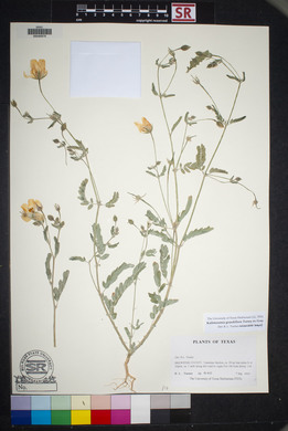 Kallstroemia grandiflora image