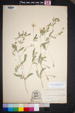 Kallstroemia grandiflora image