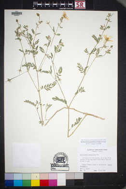 Kallstroemia grandiflora image