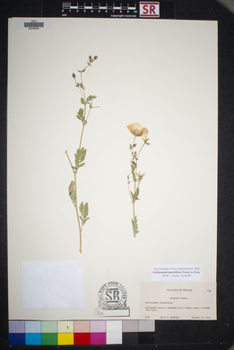 Kallstroemia grandiflora image