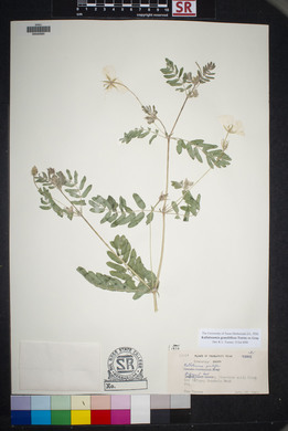 Kallstroemia grandiflora image