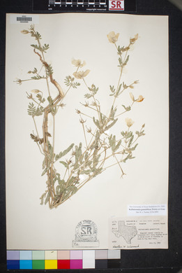 Kallstroemia grandiflora image