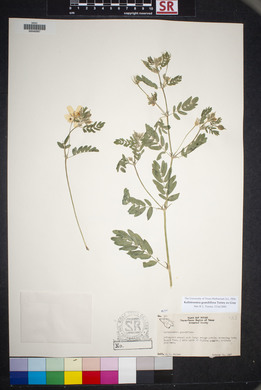 Kallstroemia grandiflora image