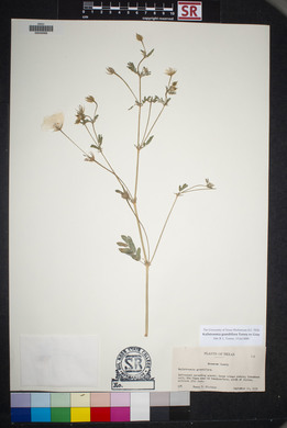 Kallstroemia grandiflora image