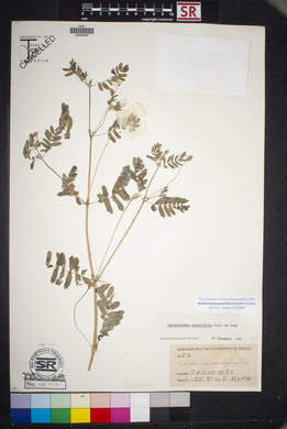 Kallstroemia grandiflora image