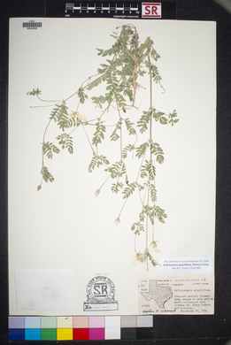 Kallstroemia grandiflora image