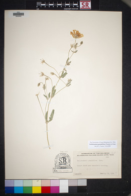 Kallstroemia grandiflora image