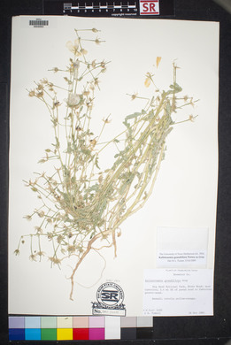 Kallstroemia grandiflora image