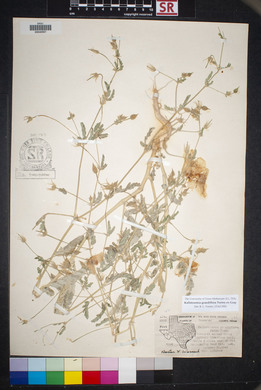 Kallstroemia grandiflora image