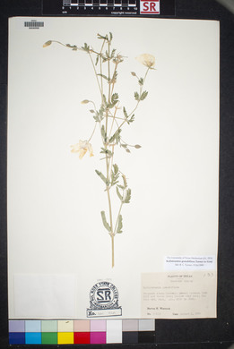 Kallstroemia grandiflora image