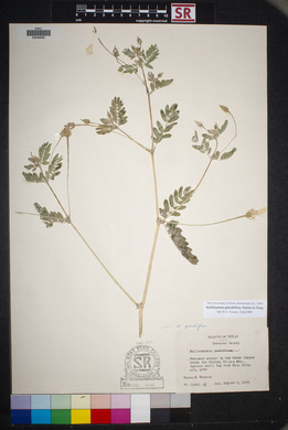 Kallstroemia grandiflora image