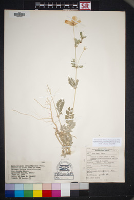 Kallstroemia grandiflora image