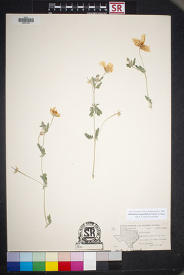 Kallstroemia grandiflora image