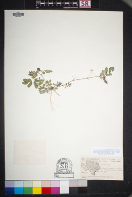 Kallstroemia hirsutissima image