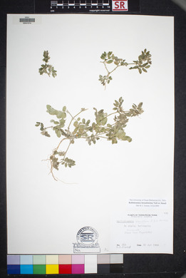 Kallstroemia hirsutissima image