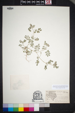 Kallstroemia hirsutissima image