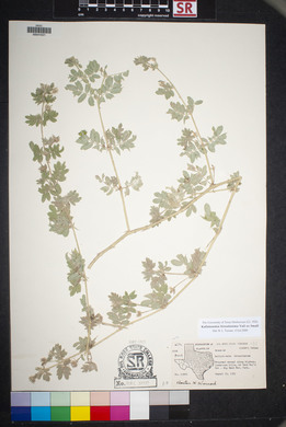 Kallstroemia hirsutissima image