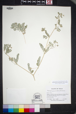 Kallstroemia hirsutissima image