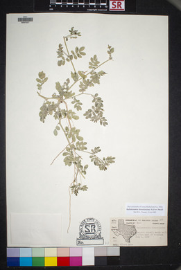 Kallstroemia hirsutissima image