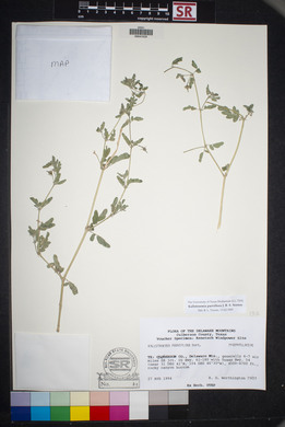 Kallstroemia parviflora image