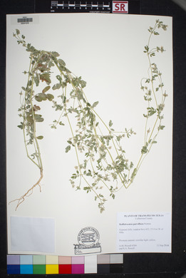 Kallstroemia parviflora image