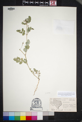 Kallstroemia hirsutissima image